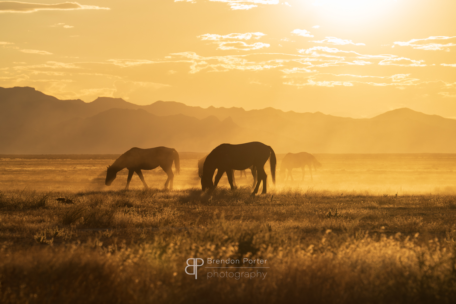 Desert Sunset