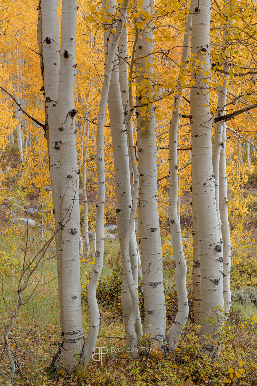 Autumn Aspens