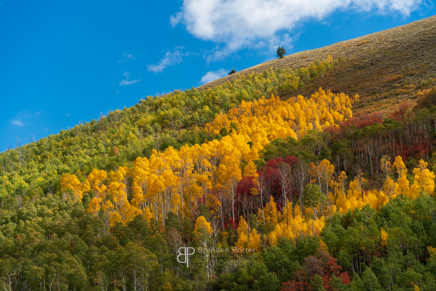 Autumn Aspens
