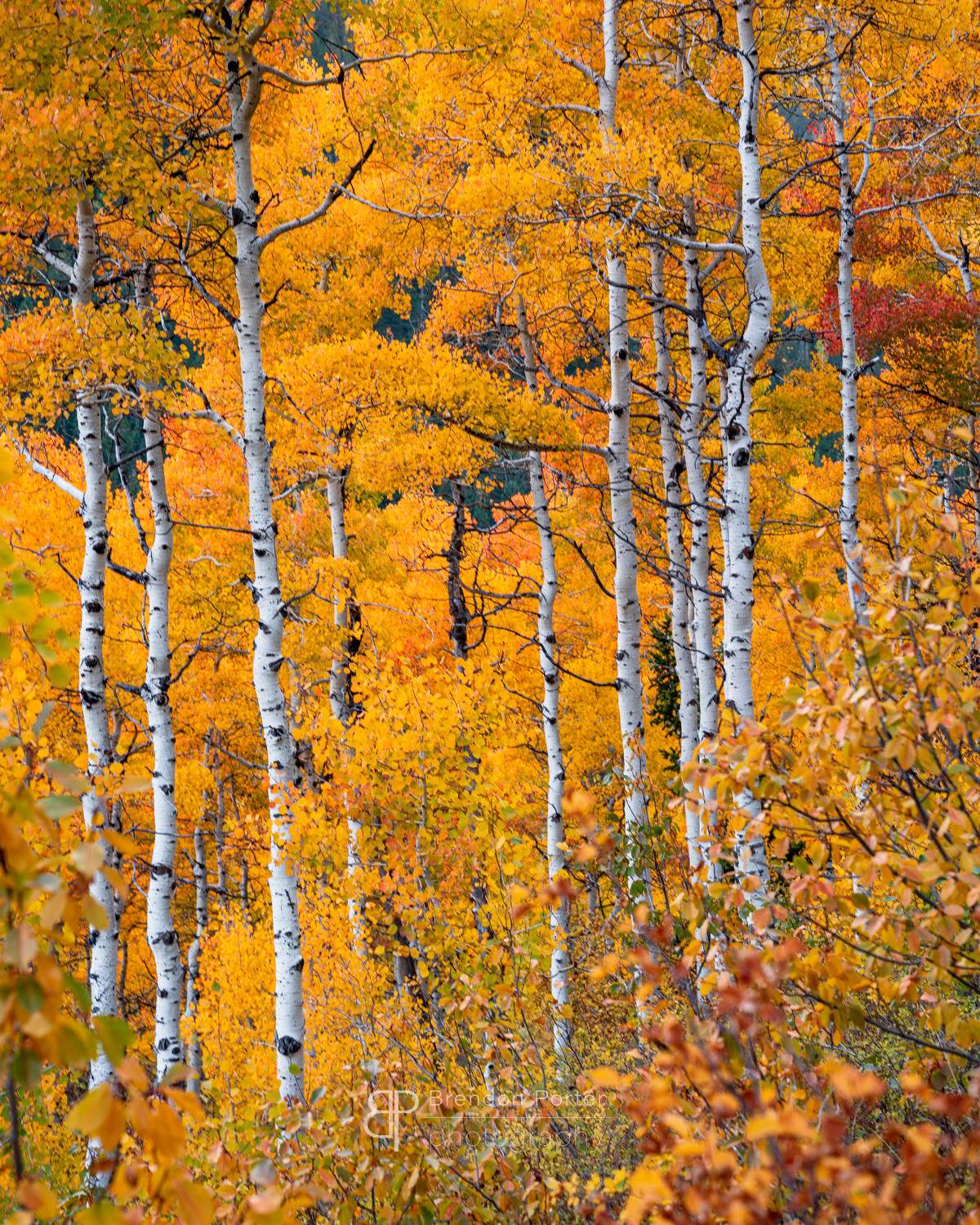 Autumn Aspens