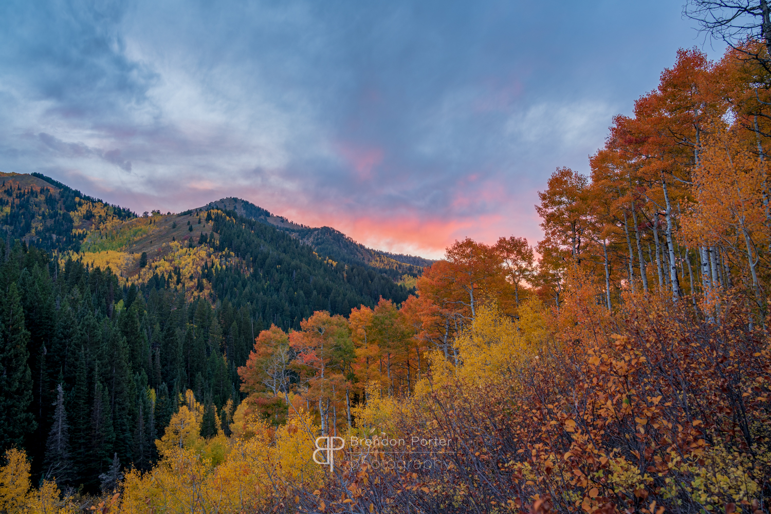 Autumn Aspens