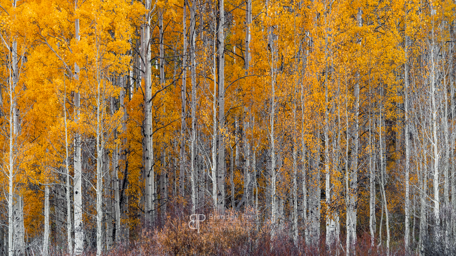 Autumn Aspens