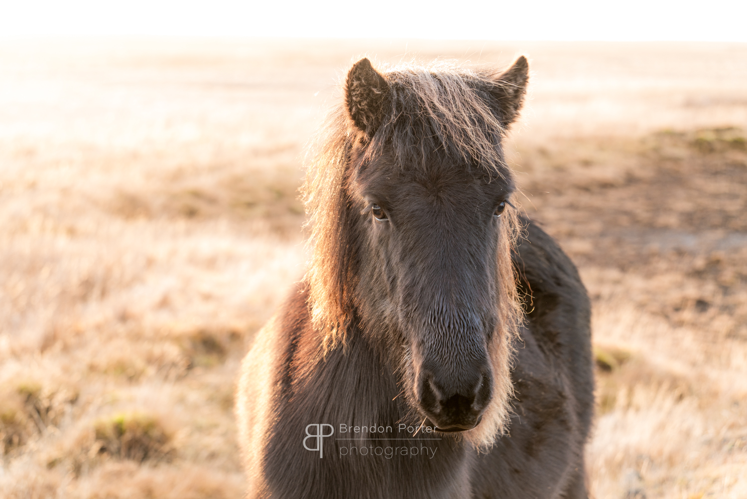 Lone Horse