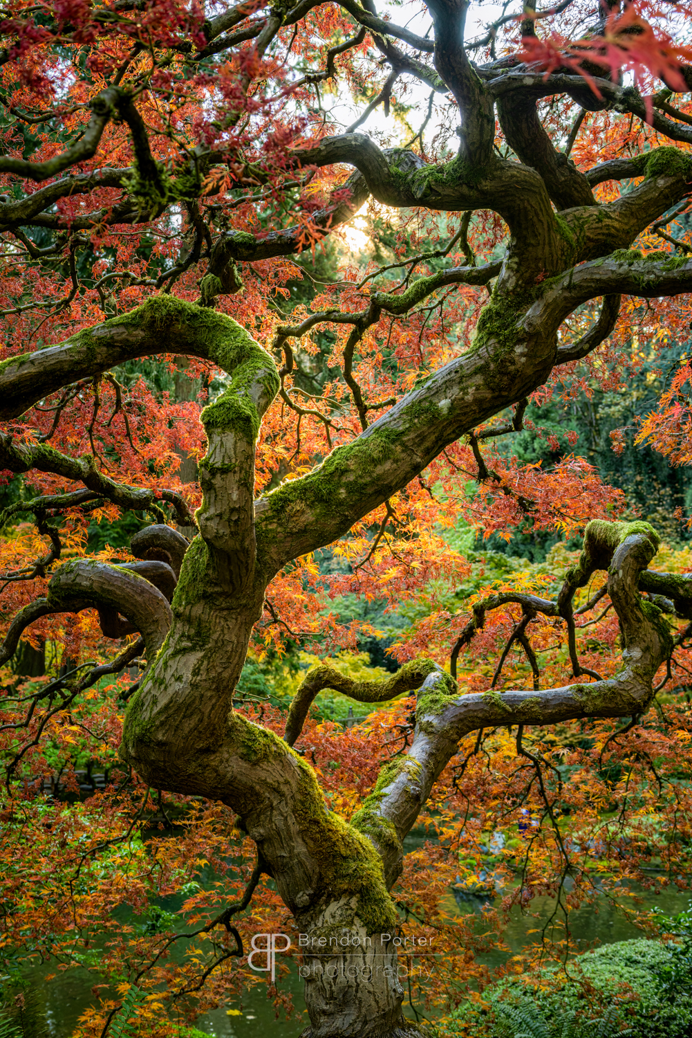 Japanese Maple Autumn