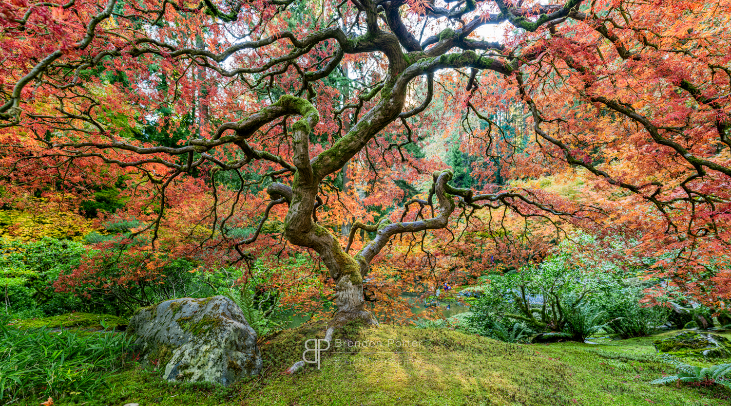 Autumnal Tree Trunk