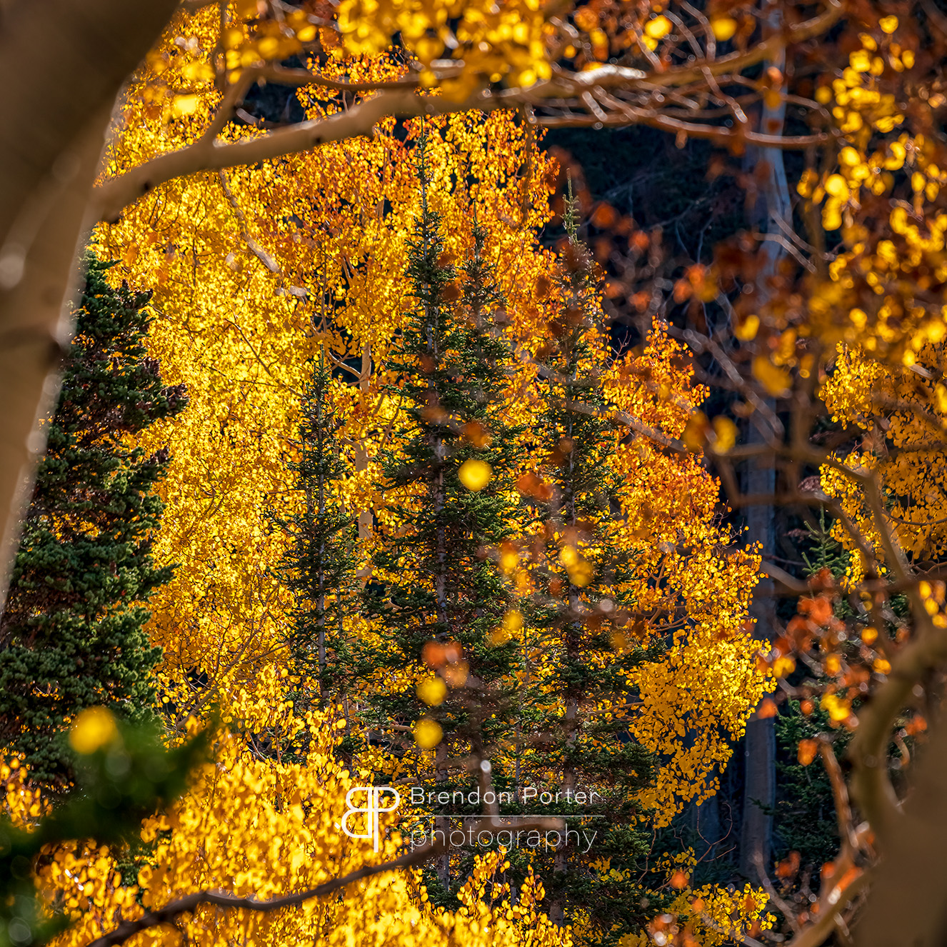 Autumn Colors