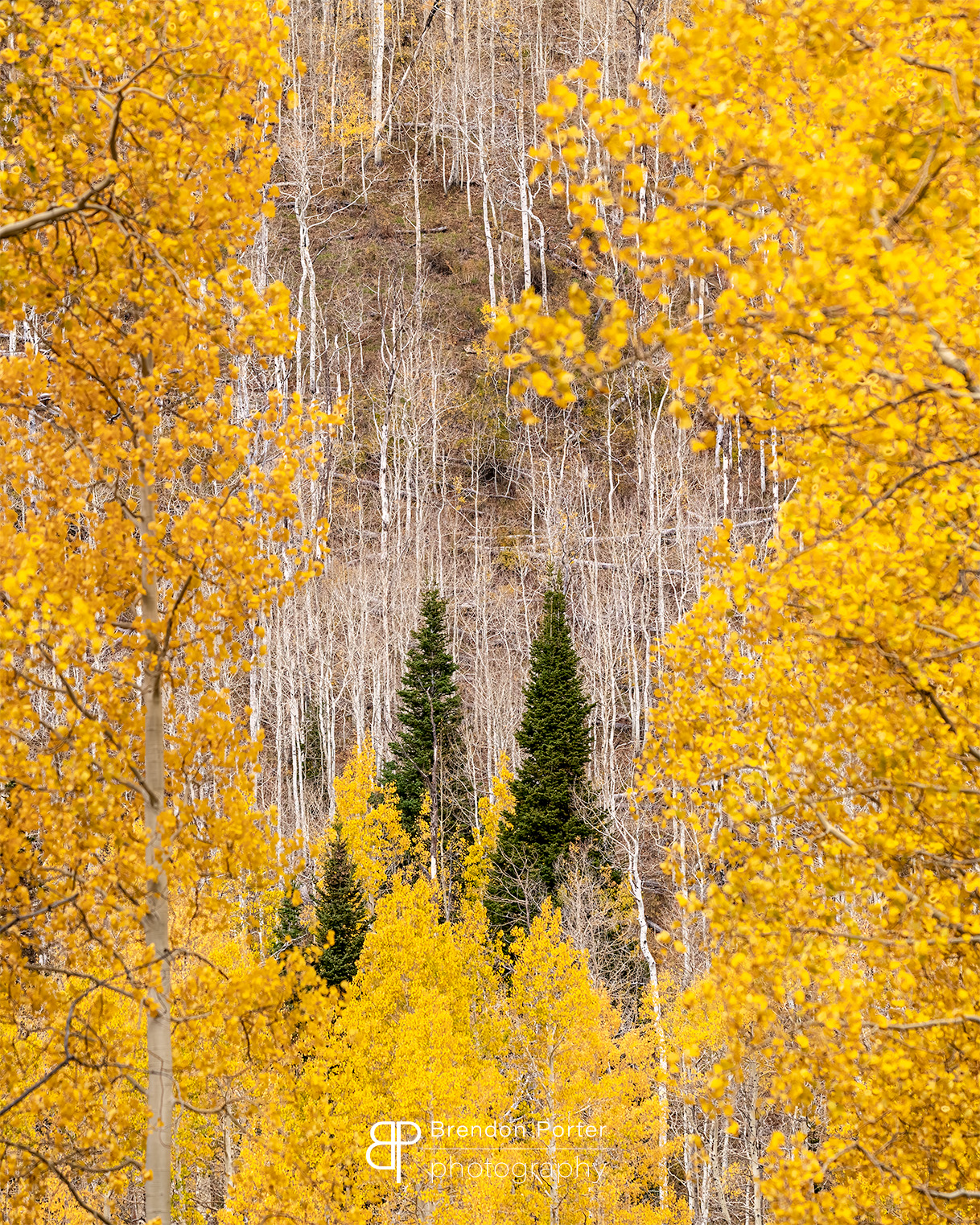 Autumn Aspens
